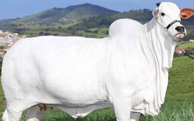গিনেস বুকে ৪ মিলিয়ন ডলারের গরু!