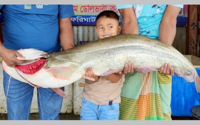 ১৩ কেজির বোয়াল ৩৪ হাজারে বিক্রি